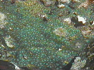 Coral polyps in Barbados shoreline
